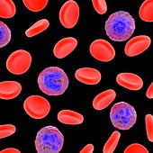 Blood cells,illustration