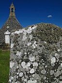 Lichen on gravestone in unpolluted air
