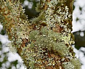Usnea florida and other lichens