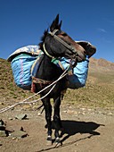 Pack mule,Morocco