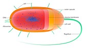 Bacterial cell,illustration