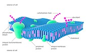 Plasma membrane,illustration
