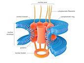 Nuclear membrane pore,illustration