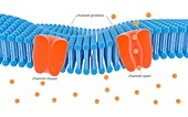 Membrane channel proteins,illustration