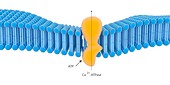 Active membrane transport,illustration