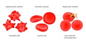 Osmosis in red blood cells,illustration