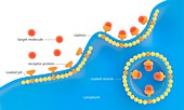 Receptor-based endocytosis,illustration
