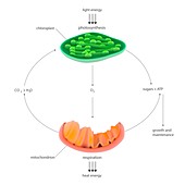 Photosynthesis and respiration,diagram