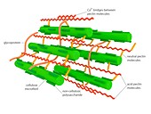 Cell wall microstructure,illustration