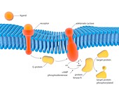 G-protein-linked receptor,illustration