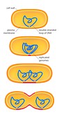 Bacterial cell division,illustration