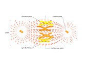 Metaphase in cell division,illustration