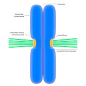 Chromosome and microtubules,illustration