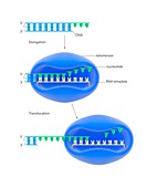Telomere and telomerase,illustration