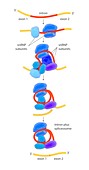 Pre-RNA splicing mechanism,illustration