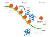 Stages of protein synthesis,illustration