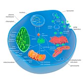 Protein targeting in cells,illustration