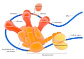 DNA transcription,illustration