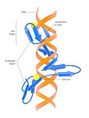 Zinc finger DNA-binding domain