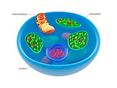 Eukaryotic cell genomes,illustration