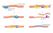 DNA repair mechanism,illustration