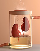 Spare kidneys,conceptual image