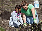 Child and adult planting onions