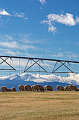 Sheep grazing under an irrigation boom