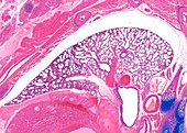 Fetal lung,light micrograph
