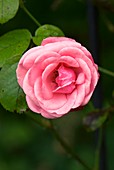 Rose (Rosa 'Galway Bay') flower