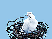Peace dove,conceptual image