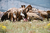 Griffon vultures scavenging
