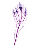 Serruria florida flowers,X-ray