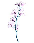 Orchid flowers,X-ray