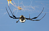 Golden silk orb-weaver spider