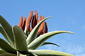 Cape Aloe (Aloe Ferox)