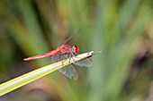 Small scarlet dragonfly