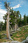 Bristlecone pines (Pinus aristata)