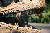 Dinosaur jaws exhibit