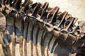 Camarasaurus dinosaur fossil