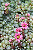 Sempervivum arachnoideum in flower