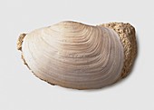 Panopea glycimeris shell