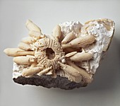 Tylocidaris Echinoid fossil in chalk