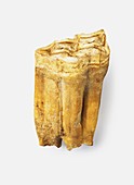 Fossilized horse tooth