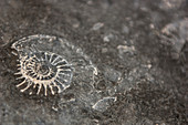 Ammonite fossil on rock