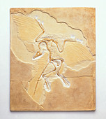 Archaeopteryx fossil