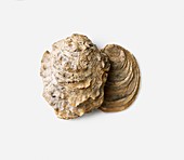 Fossilised oyster shells