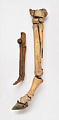 Leg bones of modern horse and early horse