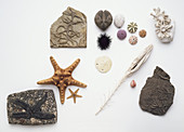 Fossilised and modern echinoderms