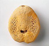 Heart urchin fossilised in limestone